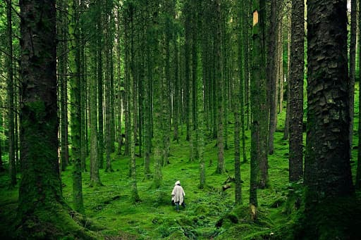 Cover image for How To Pray For God’s Master Creation: 4 Best Prayers For Nature
