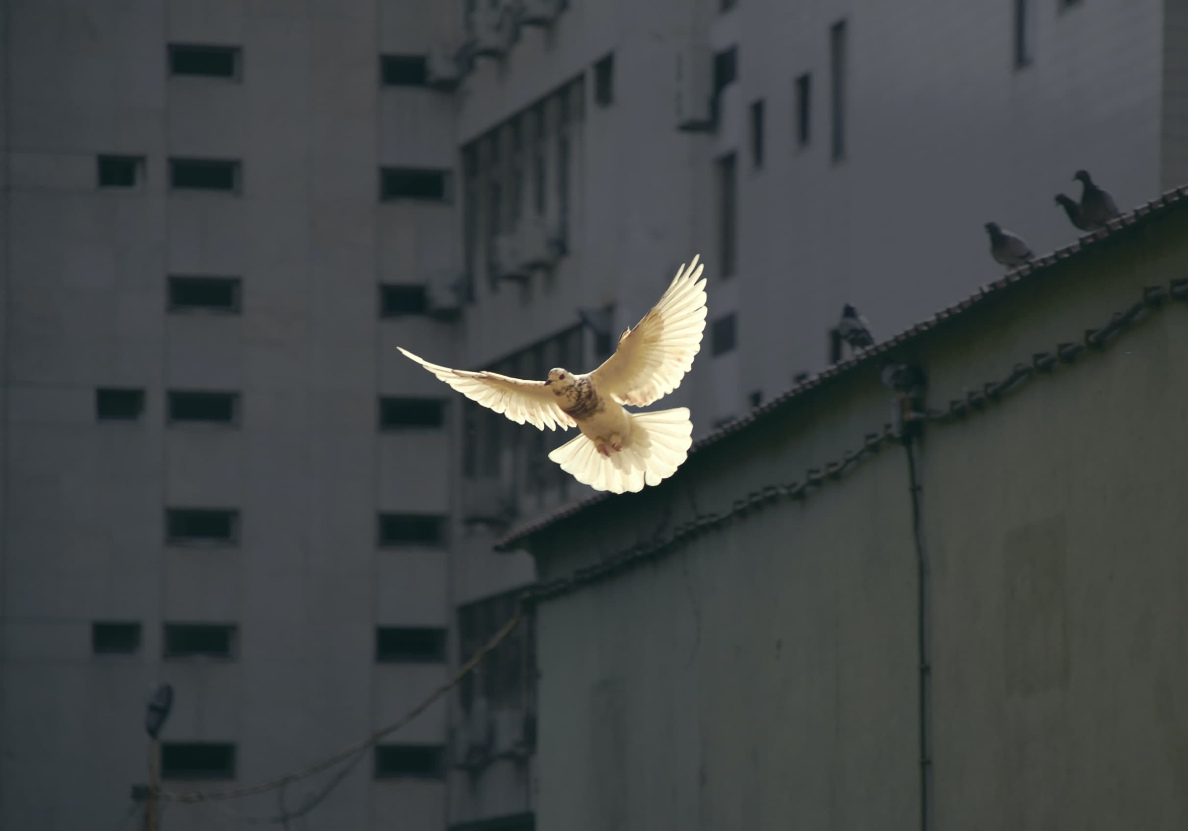 Cover image for 7 Prayers For Peace to Increase Calmness and Comfort